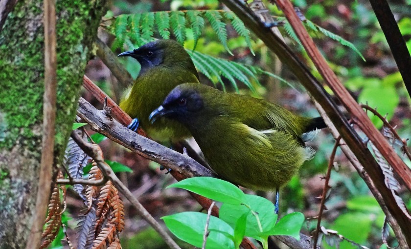 Click below to hear the Bellbirds singing.