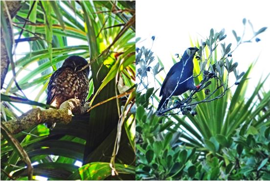 A Morepork (Ruru) and a North Island Kokako completed our list.