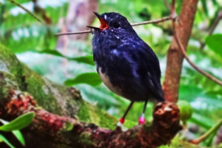 singingbird-cropped