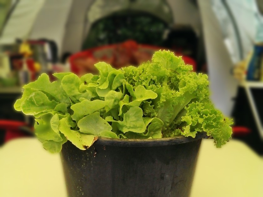 lettuce-jpeg